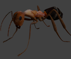 Ant