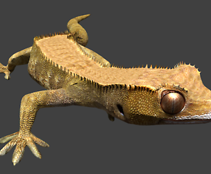 Gecko