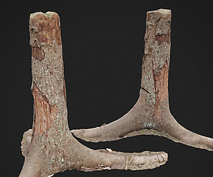 Dead tree 3d scan 4