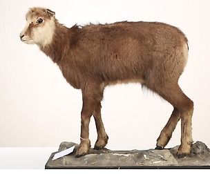 Alpine Chamois - Stock Photo Set