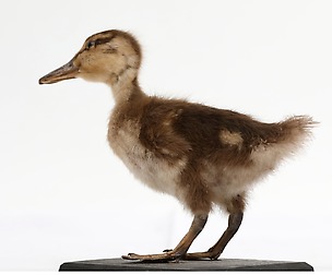 Wild Duck - Stock Photo Set