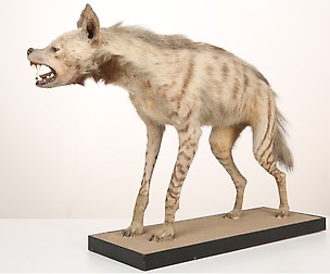 Striped Hyena - Stock Photo Set