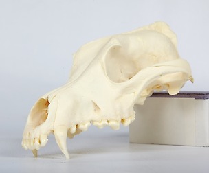 Dog Skull Reference Photo Pack