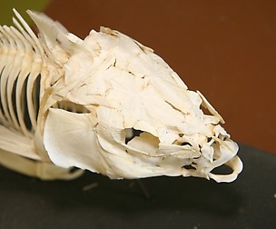 Fish Skeleton Reference Photo Pack
