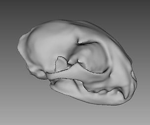 Feline Skull - 3D Scan