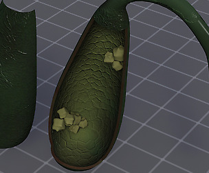 Gall Bladder Anatomy