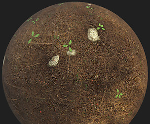 Forest Ground - PBR Substance