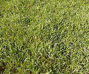 High Details Grass