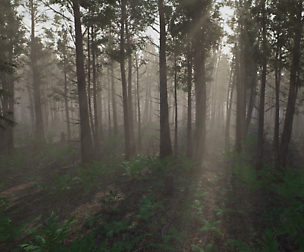 Cedar Forest Pack