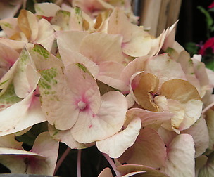 plant in background