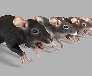 Common Rats