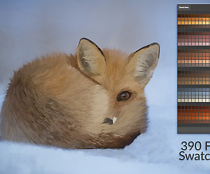Fox Swatches