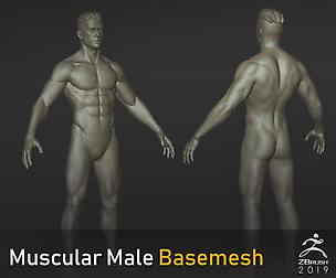 Muscular Male Basemesh