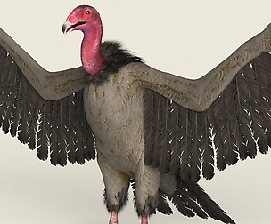 Game Ready Realistic Vulture