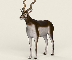 Game Ready Realistic Antelope Deer