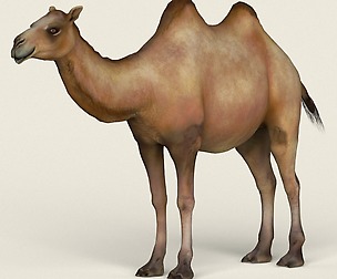 Game Ready Realistic Camel