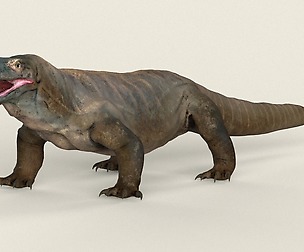 Realistic Komodo Dragon