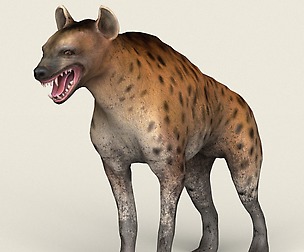 Game Ready Realistic Hyena