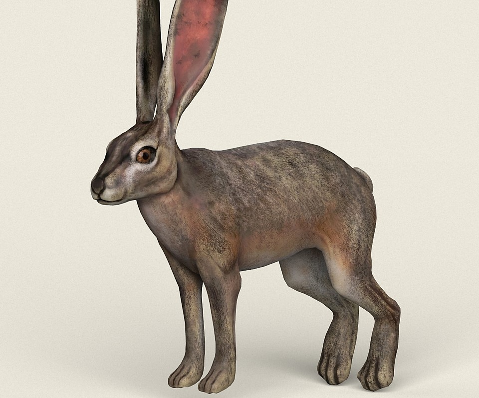 Game Ready Realistic Rabbit