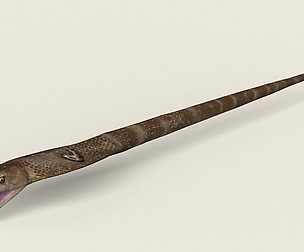 Game Ready Realistic Cobra