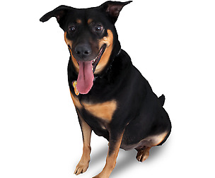 3D Scanned Dog