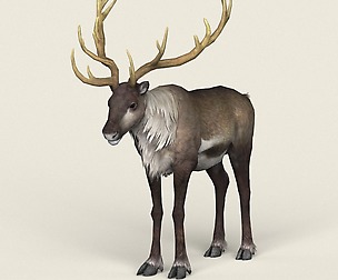 Game Ready Reindeer