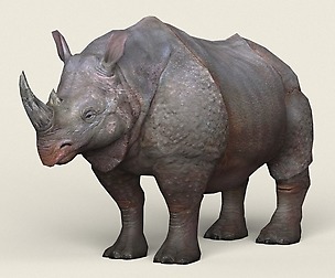 Game Ready Rhinoceros