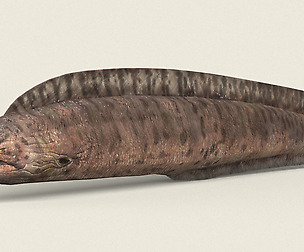 Game Ready Moray Fish