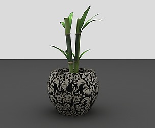 Bamboo plant