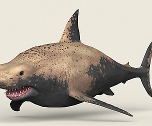 Game Ready Shark