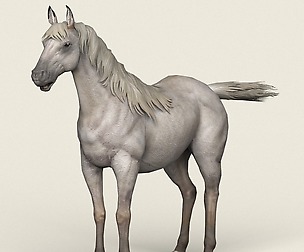 Game Ready White Horse