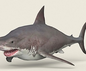 Game Ready White Shark