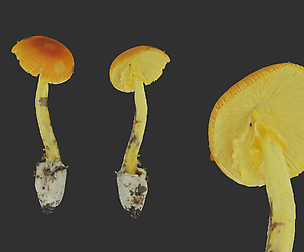 PhotoGrametry Mesh Pack Mushroom 0001
