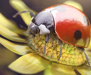 Achieve Photorealism with Cinema 4D