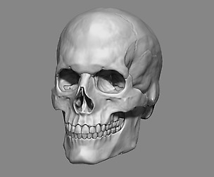 Anatomy Male Skull 1/2 size.  3D Printable  (STL).