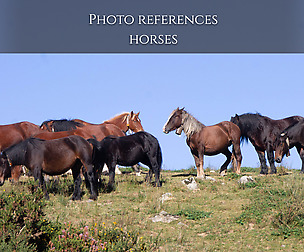 Photo reference Horses