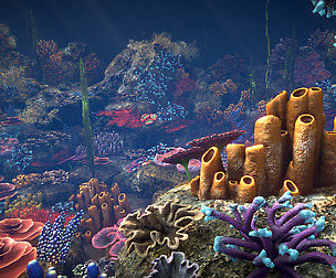 Corals