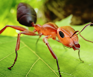 Ant