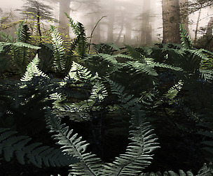 Set plants of north forest 10 types