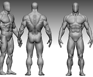 [COPY] anatomy bodbuildere 2