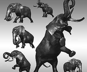 Adult Male Elephant