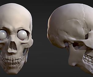 Base Male Skull