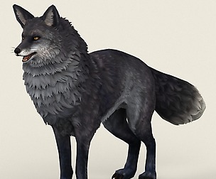 Game Ready Black Fox