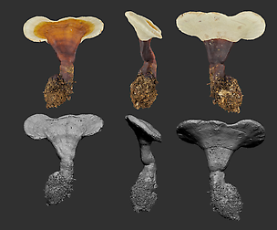 PhotoGrametry_Ganoderma lucidum mushroom