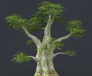 Tree 01