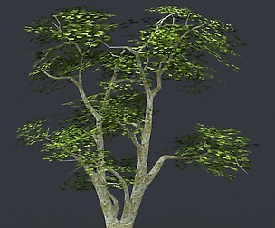 Tree 04