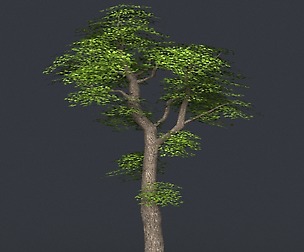 Tree 05