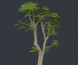 Tree 06