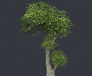 Tree 07
