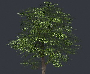 Tree 08